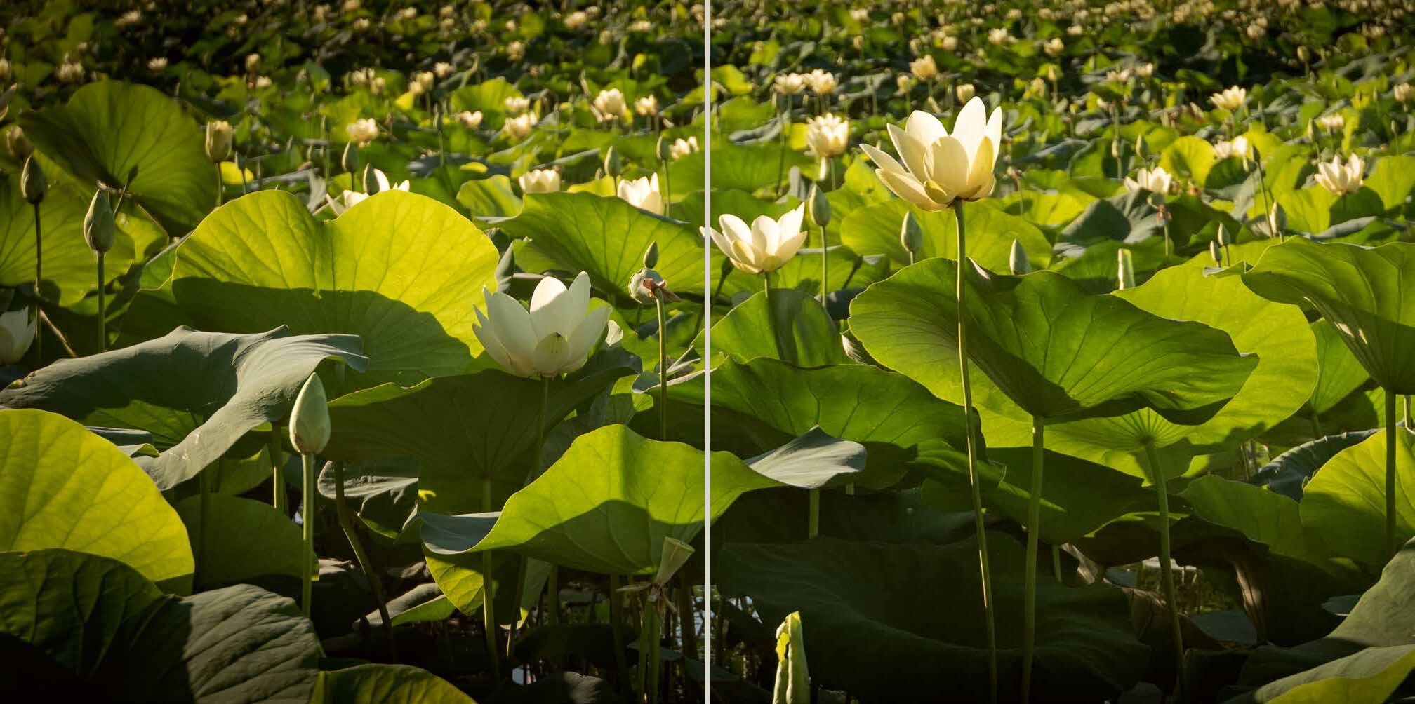 Two-page Seeing Wild spread filled with sunlit lotus flowers and leaves
