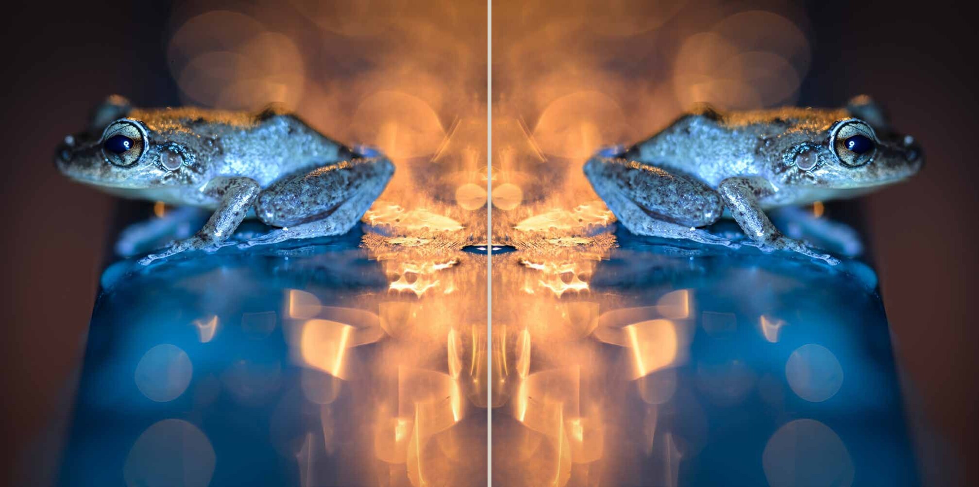 Two-page Seeing Wild spread showing two blue frogs reflected across the center