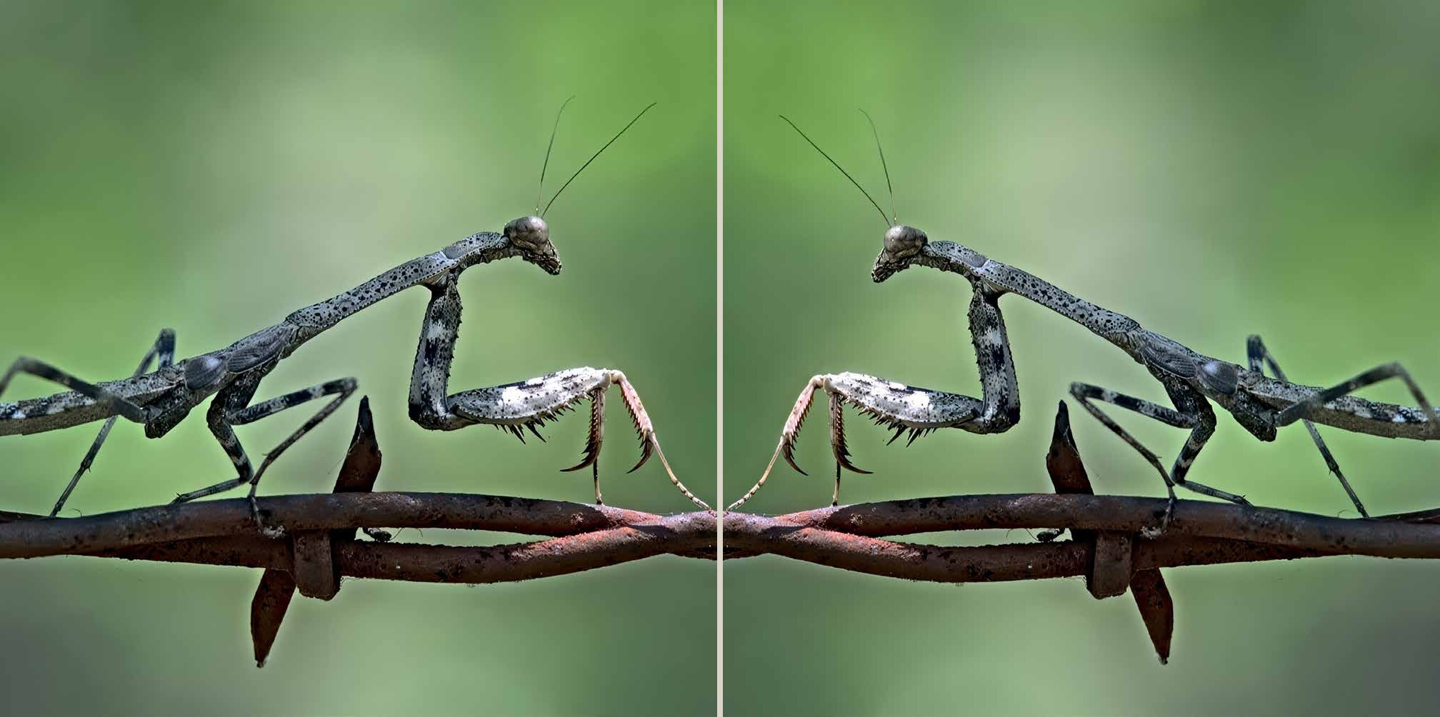 Two-page Seeing Wild spread showing two praying mantises facing one another