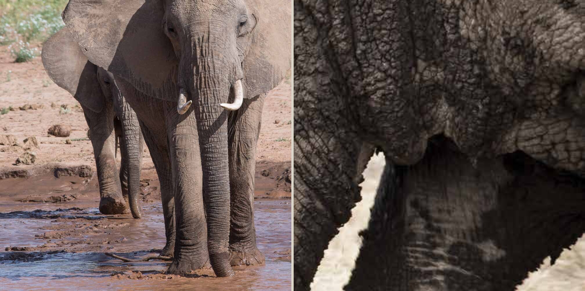 Two-page Seeing Wild spread showing elephants at a watering hole and a close study of elephant skin
