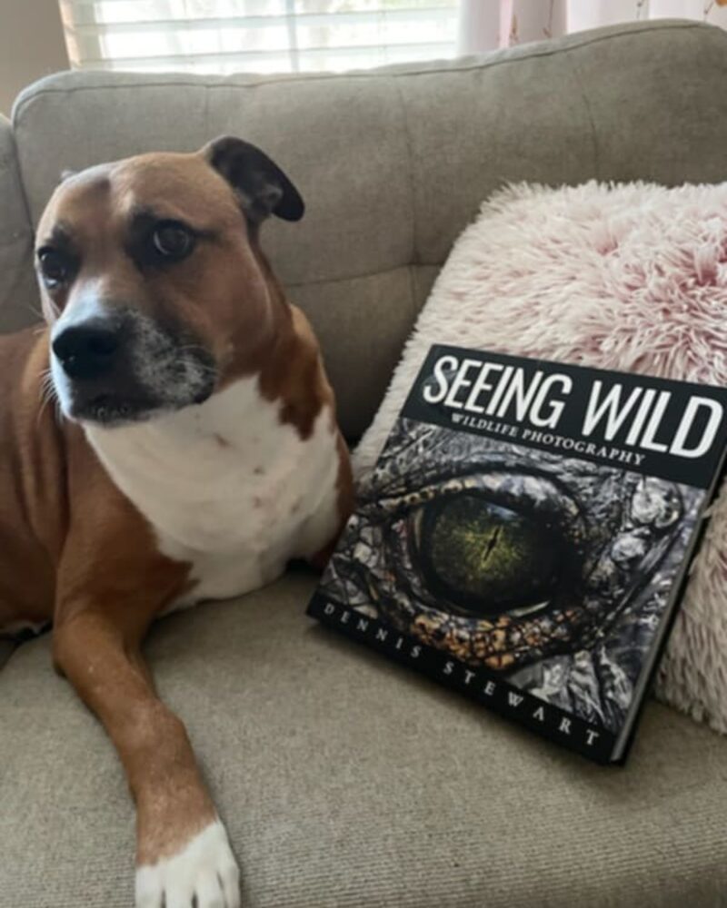 Dog posing beside a copy of Seeing Wild
