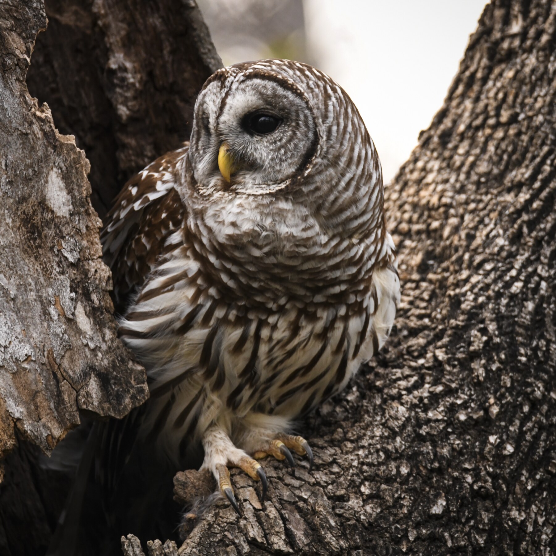 Barred owl nestled in the fork of a tree
