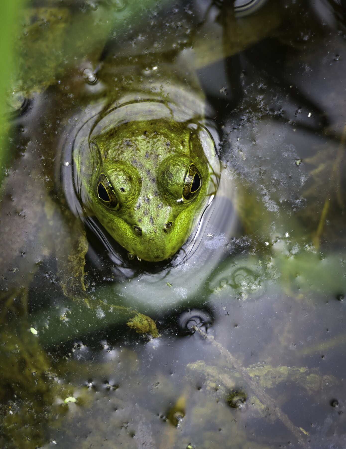 Green pond frog looking through the water surface