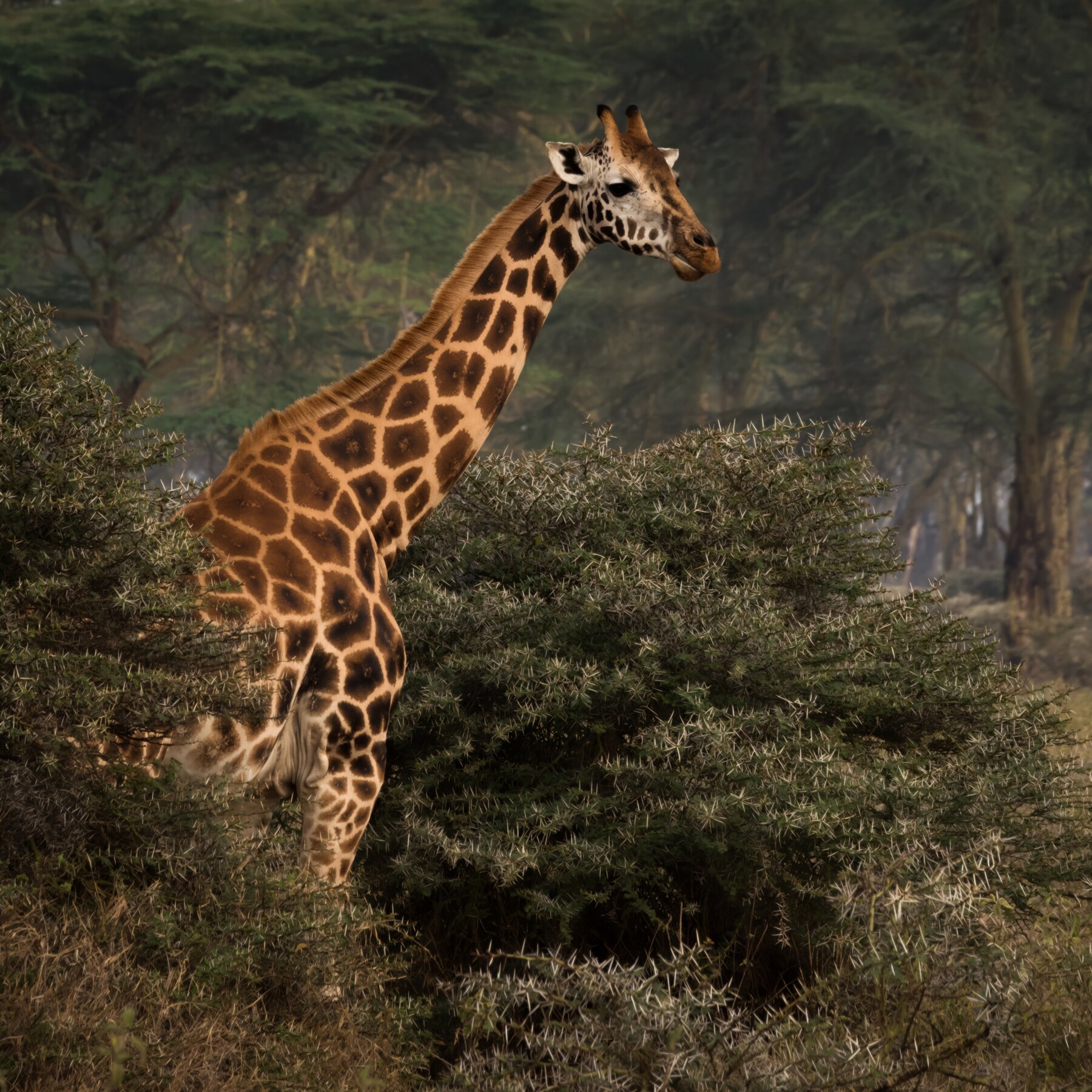 Giraffe standing among acacia trees