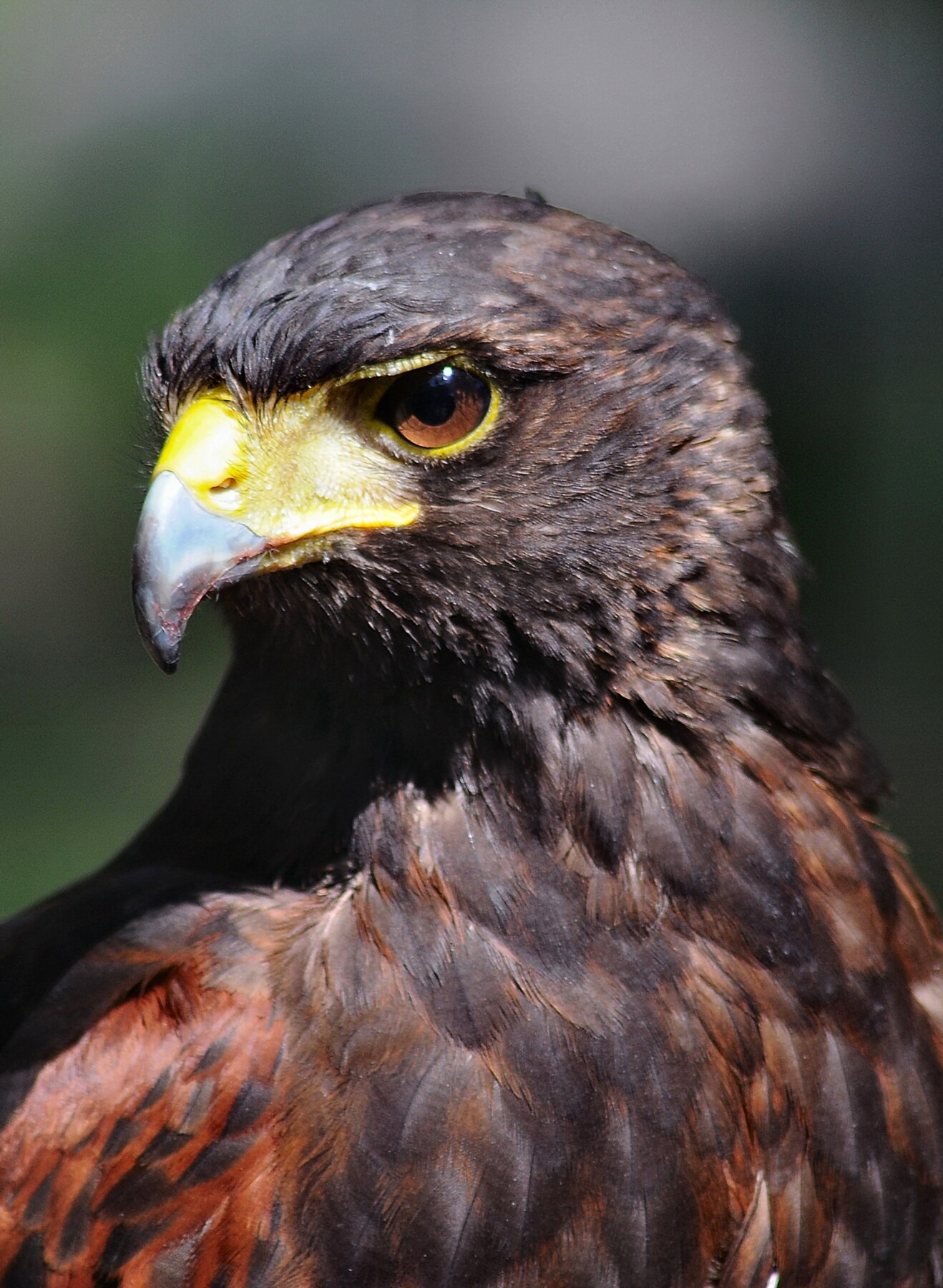 Portrait of a Harris's hawk