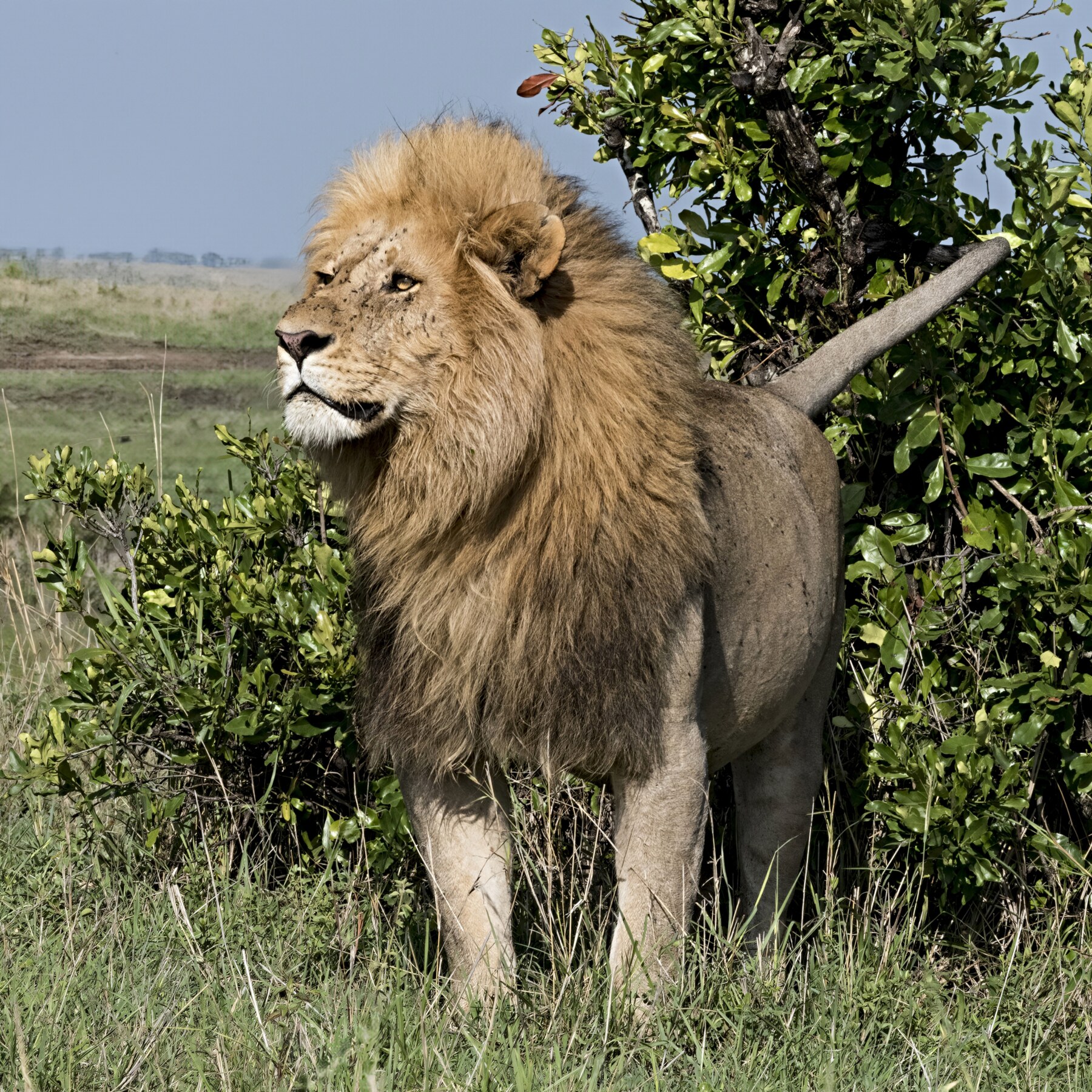Male African lion gazing into the distance