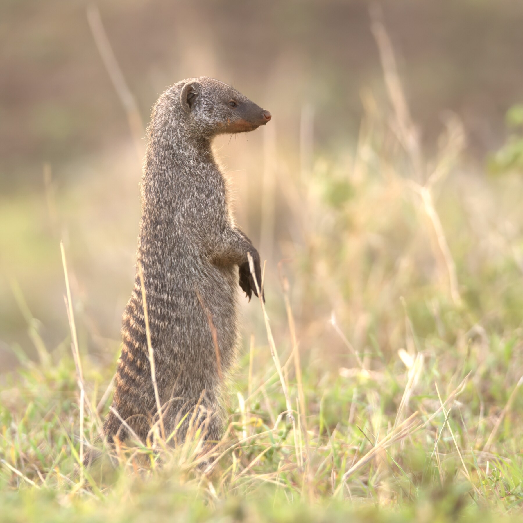 African mongoose standing upright in tall grass