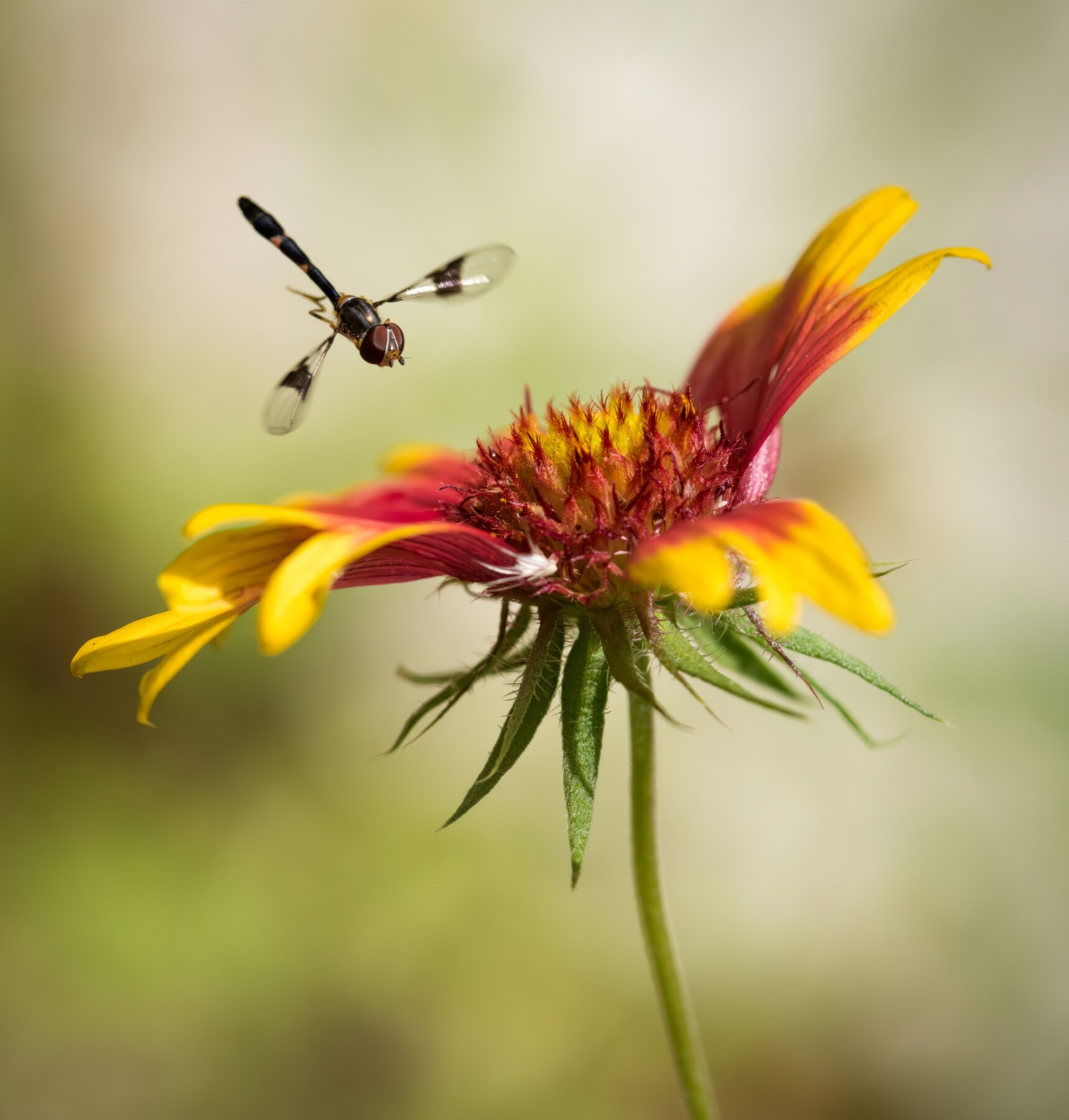 Syrphid fly hovering beside a colorful flower