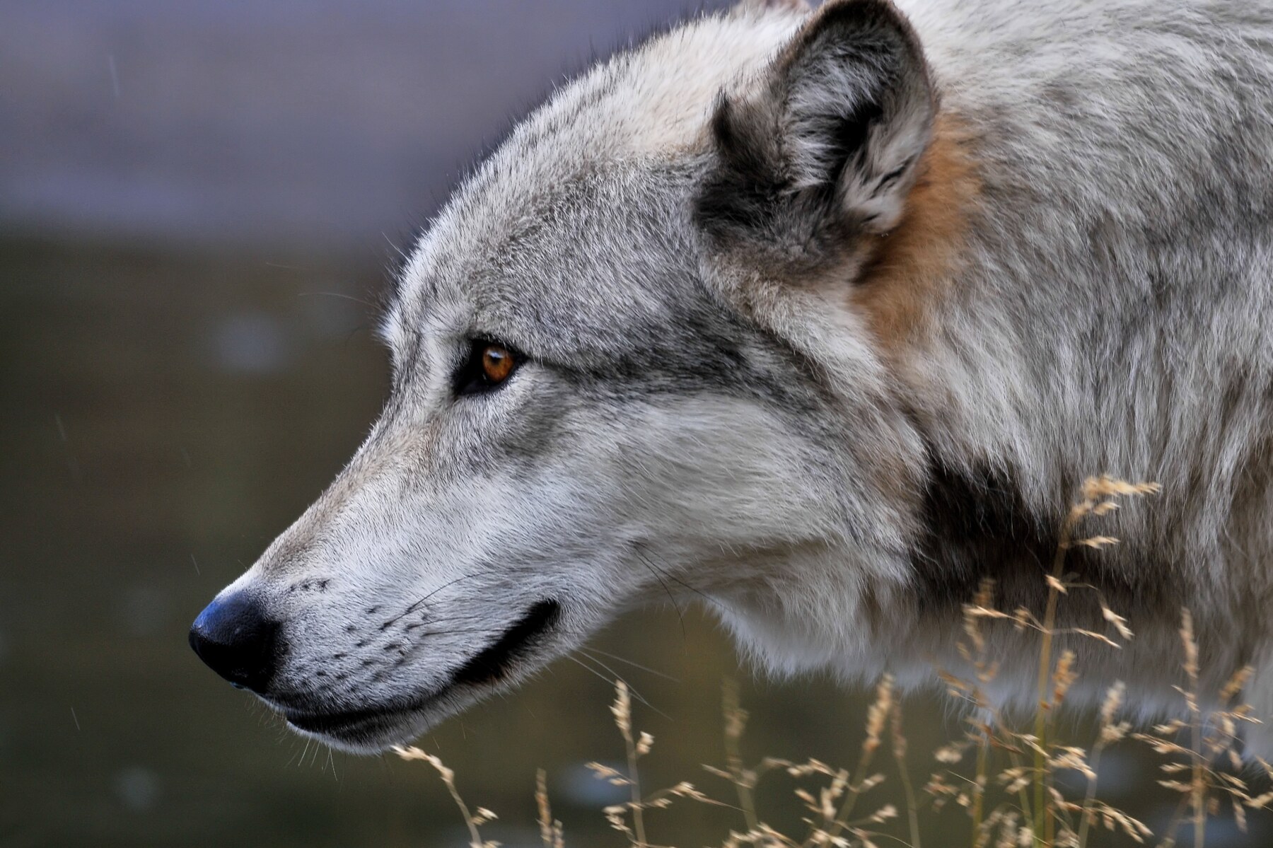 Close profile portrait of a Yellowstone wolf